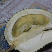 Exotic fruit Durian