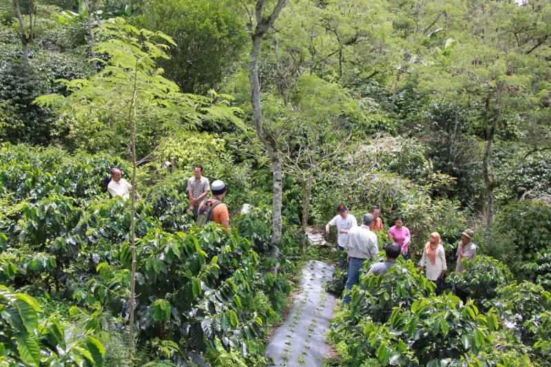Shade Ground Gayo Organic coffee