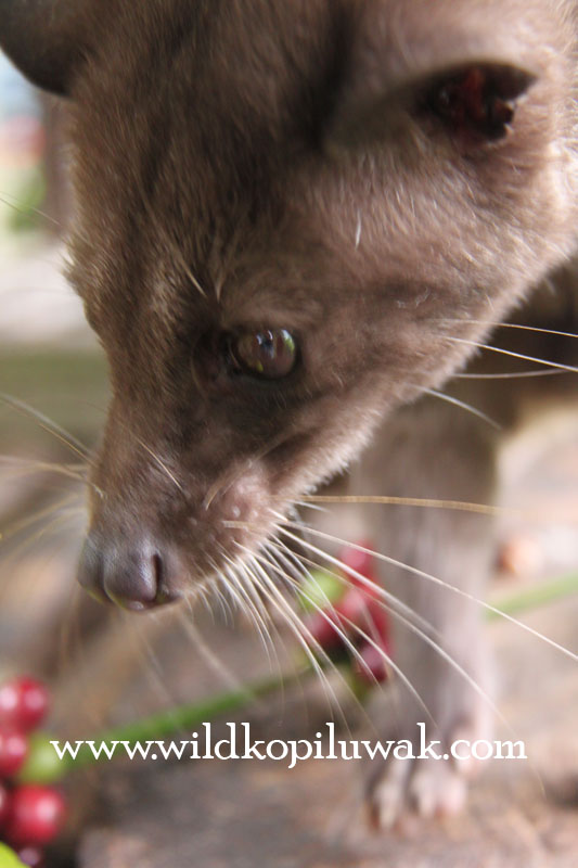 Kopi Luwak Wild by Maharaja coffee